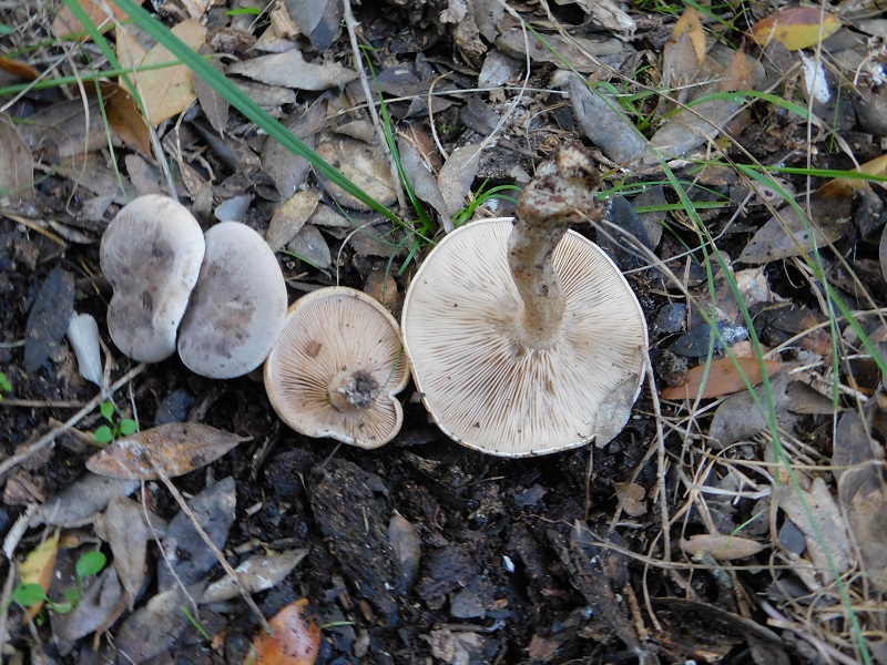 2 Fotog.il 18.12.2021 sotto Leccio